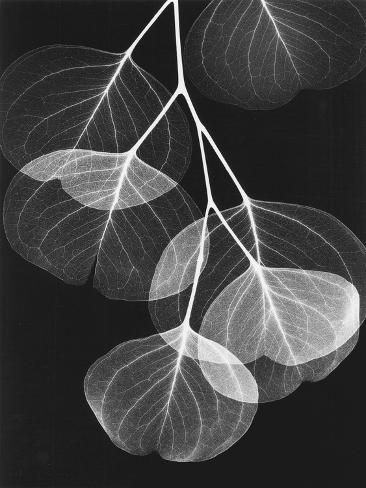 size: 12x9in Art Print: Eucalyptus Xray 2 by Albert Koetsier : Xray Art, Albert Koetsier, Art Print Display, Stock Paper, Fine Arts Posters, Botanical Art, Vintage Illustration, High Quality Art Prints, Fine Art Photography