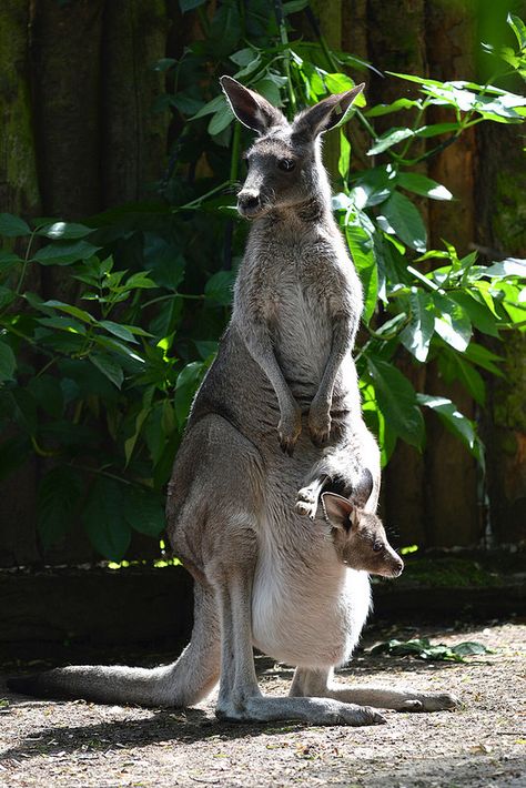 Eastern Grey Kangaroo & Young (Macropus giganteus) Kangaroo Video, Eastern Grey Kangaroo, Grey Kangaroo, Australian Mammals, Kangaroo Stuffed Animal, Random Animals, Kangaroo Baby, Tattoo Animal, Apple Head