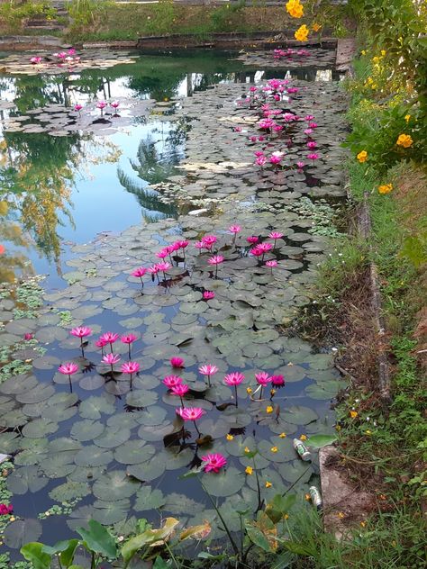 Lotus Flower Pictures, Moonlight Photography, Garden Pond Design, Water Lily Pond, Indian Flowers, Aesthetic Letters, Water Lilly, Lotus Pond, Pond Plants