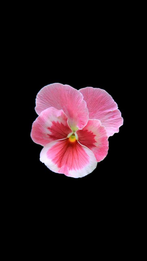 Pink Flower Black Background, Flower Black Background, Hibiscus Wallpaper, Wallpapers Flowers, Tech Lab, Flowers Black Background, Flower Wallpapers, Black Background Wallpaper, Flower Iphone Wallpaper