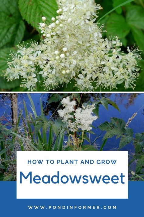 Medinilla Plant, Montesara Plant Care, Meadow Sweet, Filipendula Ulmaria, Meadow Sweet Plant, Mucuna Pruriens Plant, Florida Foraging Edible Plants, Herb Garden In Kitchen, Medicinal Herbs Garden