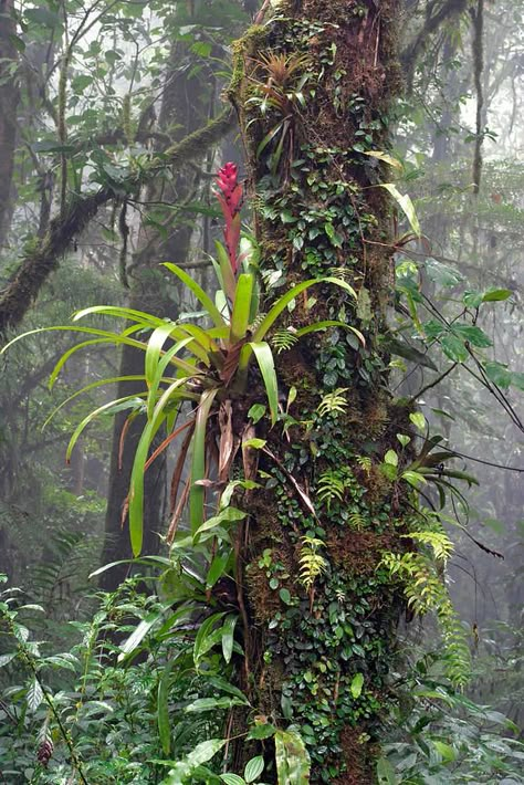 Epiphytes Plants, Monteverde Cloud Forest, Forest Foliage, Rainforest Trees, Rainforest Plants, Cloud Forest, Forest Plants, Home Gardening, Forest Trees