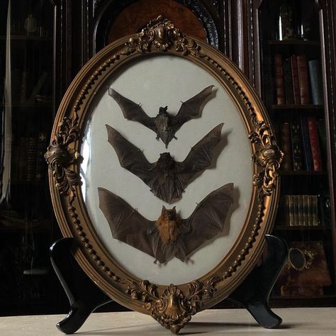 Victorian Goth Bedroom, Goth Farmhouse, Bat Taxidermy, Taxidermy Bat, Gothic Farmhouse, Dark Cottagecore Decor, Gothic Academia, Bat Display, Oddities Decor