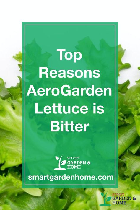 Aero Garden Ideas, Aerogarden Shelf Ideas, Aerogarden Hack, Aerogarden Ideas, Aero Garden, Bitter Lettuce, Growing Lettuce Indoors, Hydroponic Lettuce, How To Harvest Lettuce