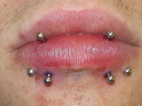 Double vertical Lebret and snakebites Vertical Snakebites, Snakebites, Cool Piercings, Facial Piercings, Young Avengers, Ae86, Belly Button Piercing, Body Piercings, Septum Piercing