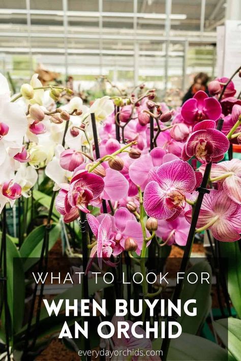 A Guide To Buying A Healthy, Quality Orchid - Everyday Orchids Orchid Care Rebloom, Looking After Orchids, Indoor Orchid Care, Orchid Propagation, Orchid Pests, Houseplant Tips, Orchids Care, Repotting Orchids, Indoor Orchids