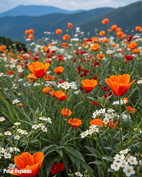 Plant wildflowers, and let nature take care of the rest 🌷🍃 Pnw Flowers, Virginia Flowers, Plant Wildflowers, Easiest Flowers To Grow, Small Flower Gardens, Growing Cut Flowers, Flowers To Grow, Beautiful Bouquets, Garden Oasis