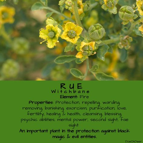 Rue Magical Properties, Rue Plant Magic, Rue Water Uses, Rue Herb Magic, Rue Herb Uses, Rue Plant Benefits, Vetiver Magical Properties, Skullcap Magical Properties, Rue Herb