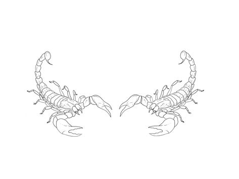 Two Scorpions Tattoo, Symmetrical Tattoo Design, Symmetrical Tattoo, Tattoo Practice, Underboob Tattoo, Scorpion Tattoo, Cute Tattoos For Women, Future Tattoos, Cute Tattoos