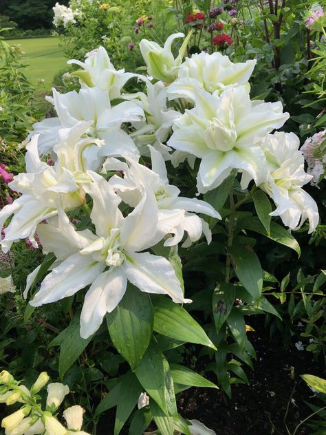 Different Types Of White Flowers, White Lilly Aesthetic, White Lilies Wallpaper, White Flower Varieties, White Lily Flower Aesthetic, Hosta Plantaginea, Big White Flowers, White Lilly, Red Garden