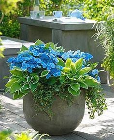 Hosta Francee, Planters For Shade, Flower Planting, Shade Landscaping, Herb Containers, Container Garden Design, Planting Ideas, Hydrangea Garden, Container Gardening Flowers