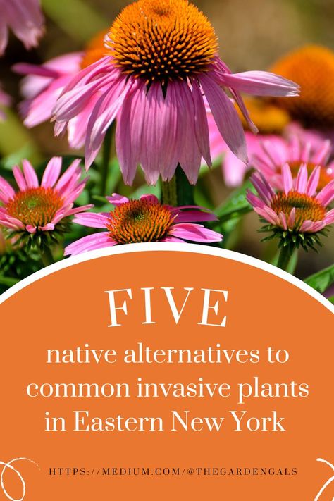 Are you looking to start replace invasive species with benefical, native plantings? Native plants help attract hundreds of different species of wildlife. Read this guide on alternatives to Eastern New York's most common invasive plants. Native Plant Landscape, Native Plant Gardening, Plant Help, Different Species, Invasive Plants, Urban Homesteading, Plant Guide, Wildlife Gardening, Invasive Species