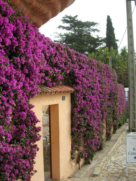 Bougainvillea..would look pretty on the fence Bougainvillea Fence, Garden Hedges, Privacy Plants, Garden Vines, Privacy Screen Outdoor, Outdoor Privacy, Italian Garden, Fence Ideas, Front Yard Garden