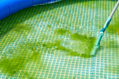 How to Identify Different Types of Algae in Your Pool? - Pool Cleaning SG Green Pool Water, Pool Cleaning Tips, Pool Algae, Spa Store, Swimming Pool Cleaning, Green Pool, Pool Pool, Pool Vacuum, Green Algae