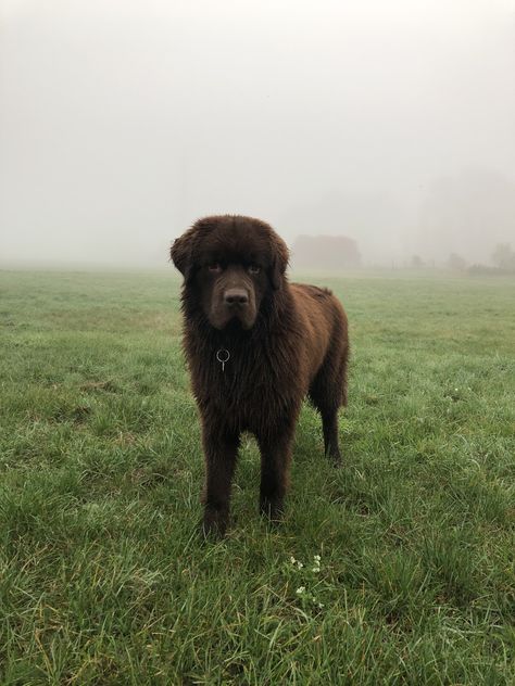 Newfoundland Dog Costumes, New Found Land Dog, Brown Newfoundland Dog, Newfoundland Dog, Dog Costumes, Dog Owner, Newfoundland, Brown Bear, My Baby