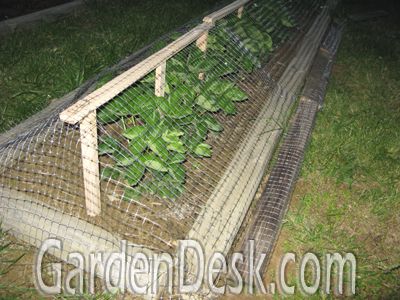 GardenDesk: Defending the Strawberries! Vegetable Garden Protection, How To Cover Strawberry Plants, Strawberry Raised Bed Ideas, Strawberry Netting Ideas, Seedling Protection, Strawberry Planter, Deer Proof, Strawberry Plant, Berry Garden