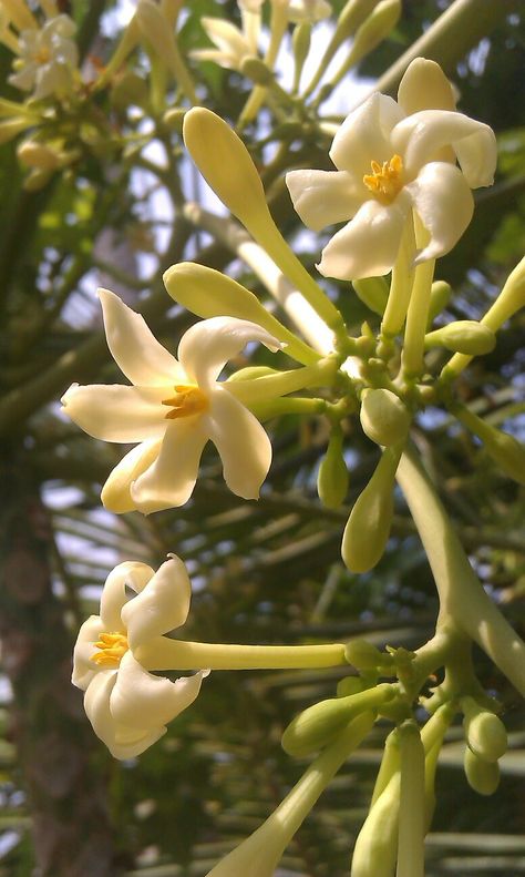 Papaya's Flowers Ipad Makeover, Papaya Flower, Hafa Adai, Papaya Tree, Insta Aesthetic, Fruit Summer, Ripe Fruit, Plant Decor Indoor, Tree Photography