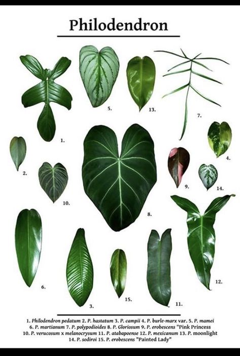 A favourite houseplant - Various Philodendron Varieties infographic Plant Leaf Identification, Philodendron Varieties, Decorating With Plants, Tanaman Indoor, Plant Goals, Philodendron Plant, Illustration Botanique, Variegated Plants, Plant Identification