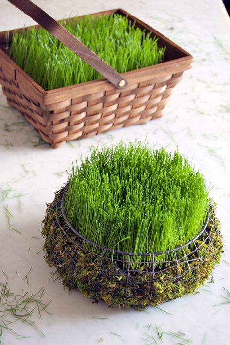 DIY - CREATE AN EASTER BASKET FILLED WITH REAL GRASS IN 5 DAYS using Rye grass seed. - from  The Art of Doing Stuff Haftseen Design, Easter Bunny Dress, Easter Basket Crafts, Craft Easter, Basket Crafts, Ideas Craft, Wheat Grass, Grass Seed, Spring Holidays