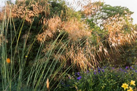 Wild and romantic garden inspiration / RHS Gardening Stipa Gigantea, Biodiversity Conservation, Autumn Palette, Grasses Landscaping, Plant Health, Romantic Garden, Ornamental Grasses, Back Garden, Autumn Garden