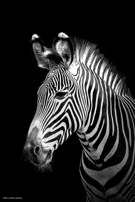 Zebra Profile, B W Portrait, African Animals Photography, Farm Studio, Zebra Pictures, Zebra Pictures Photography, Zebra Portrait, Zebra Close Up, Zebra Photography Amazing Photos