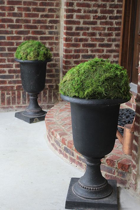 Tall Urn Planter Porch Urns, Diy Moss Ball, Moss Planter, Outdoor Urns, Diy Moss, Front Porch Planters, Porch Flowers, Moss Ball, Porch Planters