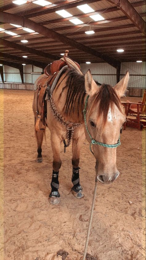 Buckskin Horse Tack Color, Buckskin Quarter Horse, Wild Horse Pictures, Buckskin Horse, Pictures With Horses, Show Jumping Horses, Cute Horse Pictures, Horse Riding Tips, Barrel Racing Horses