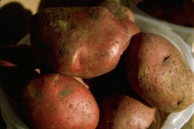 Canning the red potatoes from your garden is a good way to store them until you needed. Properly prepared jars packed with potatoes can sit on the pantry shelf for up to a year. Canning low-acid foods like potatoes requires a pressure canner to ensure the food reaches temperatures between 240 degrees Fahrenheit and 250 degrees Fahrenheit, which is... Canning Red Potatoes, Red Potatoes Healthy, Broasted Potatoes, Clickety Sticks, Grilled Red Potatoes, Cooking Red Potatoes, Recipes Veggie, Low Acid Recipes, Zesty Italian Dressing