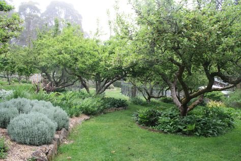 Underplanted with comfrey, hellebore, daft Food Forest Garden, Orchard Design, Orchard Garden, Permaculture Gardening, Permaculture Design, Edible Landscaping, Food Forest, Forest Garden, Creative Gardening