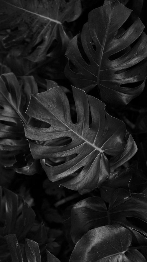 Black Spring Aesthetic, Black Plants Aesthetic, Spa Black And White, Black And Tan Wallpaper, Black Esthetics, Instagram Black Theme, White Plants, Plant Images, Plant Wallpaper