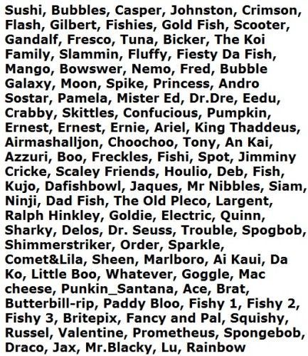 Beta Fish Names, Betta Fish Names, Betta Care, Fish Names, Cute Pet Names, Fish Funny, Betta Fish Types, Fish Ideas, Saltwater Fish Tanks