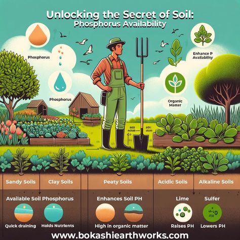 Brandon Rust on LinkedIn: #plantnutrition #soilhealth #phosphorus #gardeningtips #sustainablefarming Biology Project, Soil Science, Plant Physiology, Nitrogen Fixation, Nitrogen Cycle, Biology Projects, Bean Plant, Organic Compost, Social Post