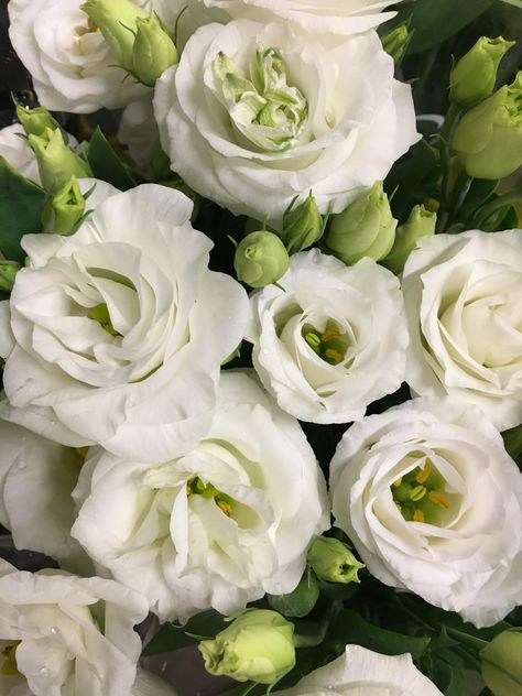 Canadian white Lisianthus White Bridal Flowers, White Lisianthus, Holly Wedding, Green Wedding Inspiration, Stock Flower, White Wedding Bouquets, Wedding Flower Inspiration, Pink And White Flowers, Black Flowers