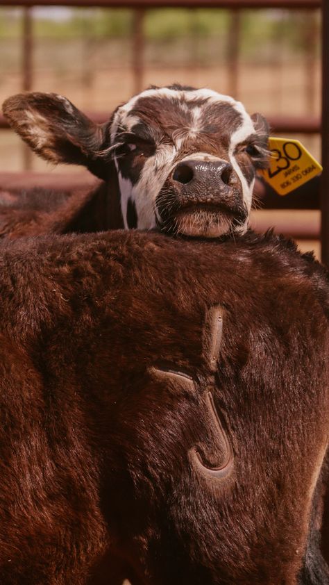 Texas Panhandle, Western Photography, Country Cowboy, Western Aesthetic, Ranch Life, Canon Photography, Wild West, Bedroom Ideas, Canon