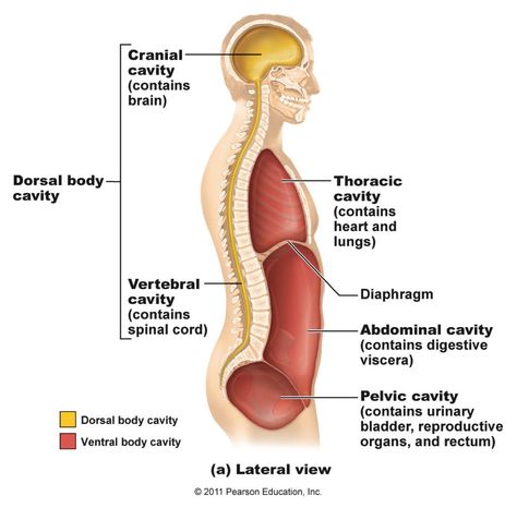 Pelvic Diaphragm, Body Cavities, Human Anatomy Picture, Physiology Notes, Medical Terminology Study, Human Body Worksheets, Thoracic Cavity, Nursing Motivation, Doctor Quotes