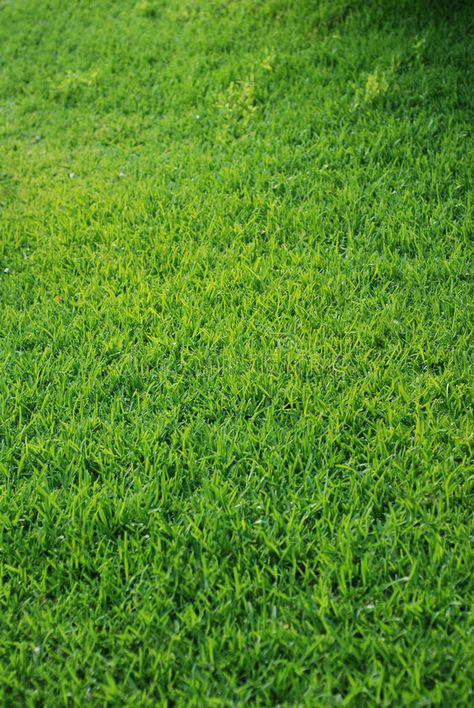 Green Grass Aesthetic, Grass Images, Grass Picture, Grass Aesthetic, Grass Graphic, Grass Material, Lightning Images, Weekend Song, Grass Photo