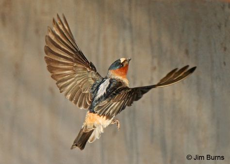 cliff swallow - 9-12 Cliff Swallow, Swallow Flying, Rosy Boa, Swallows, Birdy, Diving, Georgia, Birds, Illustrations