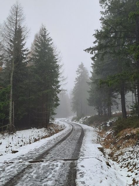 Snow Valley, Tree Day, Winter Road, Snow Forest, Snow Tree, Evergreen Forest, Snowy Trees, Bare Tree, Snowy Forest