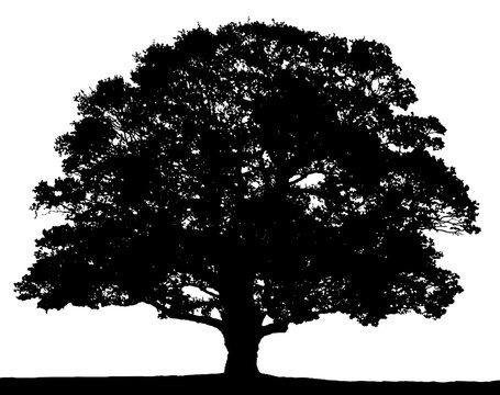 large oak tree silhouette - Pesquisa Google Oak Tree Silhouette, Large Oak Tree, Tree Silhouette, Oak Tree, Clip Art