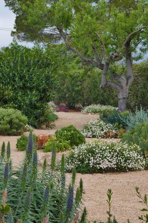 Spanish Garden Ideas, Mediterranean Landscape Design, Mediterranean Garden Design, Gravel Landscaping, Tuscan Garden, Spanish Garden, Drought Tolerant Garden, Mediterranean Plants, Mediterranean Landscaping