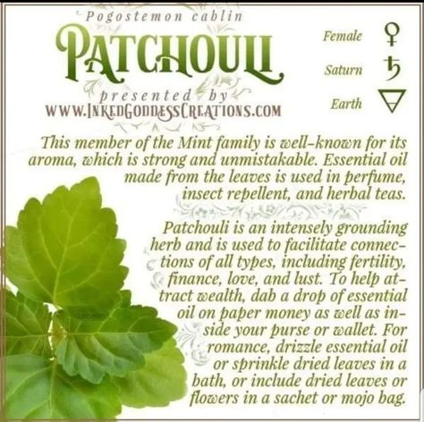 Patchouli Meaning, Herbal Correspondences, Earth Grounding, Moth Repellent, Magickal Herbs, Green Witchcraft, Plant Magic, Magic Herbs, Kitchen Witchery