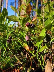 Plant guide - blueberries Blueberry Bush, Mint Plant, Acidic Soil, Soil Type, Healthy Fruits And Vegetables, Blueberry Plant, Planting Guide, Berry Bushes, Blueberry Bushes