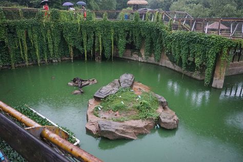 Crocodile enclosure - ZooChat Crocodile Enclosure, Planet Zoo Crocodile Habitat, Animal Enclosures, Zoo Enclosures, Planet Zoo Habitat Ideas, Crocodile Habitat, Zoo Decor, Zoo Games, Wild Park