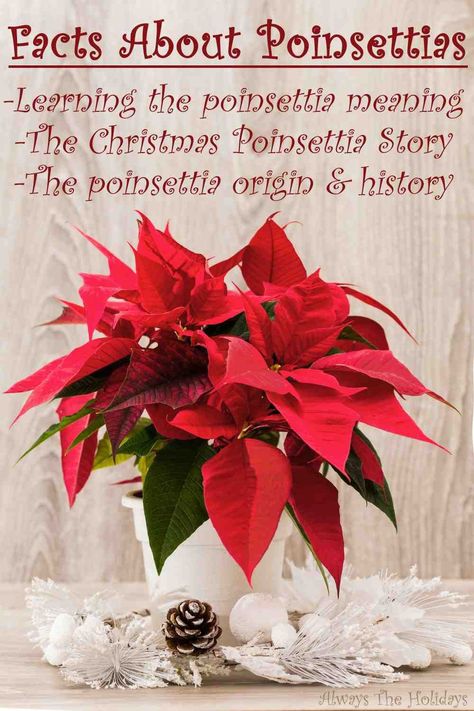 Now that Christmas time is here, let's learn all about one of the symbols of Christmas - the poinsettia! Head to Always The Holidays to learn poinsettia facts, the poinsettia meaning, origin, history and more!#poinsettias #christmasplants Legend Of Poinsettia, Pointessia Christmas, Poinsettia Meaning, Poinsettia Decorating Ideas, Legend Of The Poinsettia, Symbols Of Christmas, Christmas Help, History Meaning, Poinsettia Plant