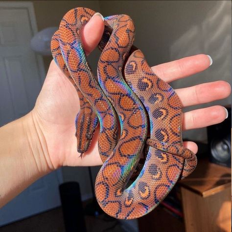 Brazilian Rainbow Boa, Dream Snake, Pretty Snakes, Cute Reptiles, Cute Snake, Pet Snake, Beautiful Snakes, Pretty Animals, Cute Wild Animals