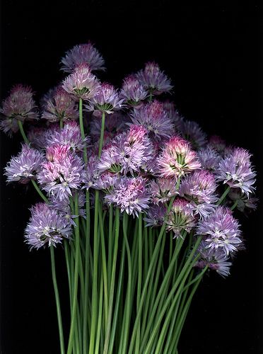 54356 Allium schoenoprasum Allium Schoenoprasum, Green Inspiration, Colorful Succulents, Flower Art Drawing, Midnight Garden, Playground Design, Plant Species, Different Flowers, Botanical Flowers