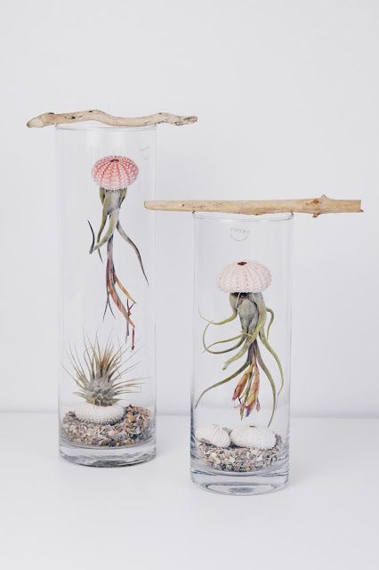 Gorgeous Air Plant Display Ideas Plant Display Ideas, Air Plants Decor, Air Plant Display, Air Plant Terrarium, Amazon Top, Terraria, Deco Floral, Succulents Garden, Home Decor Tips