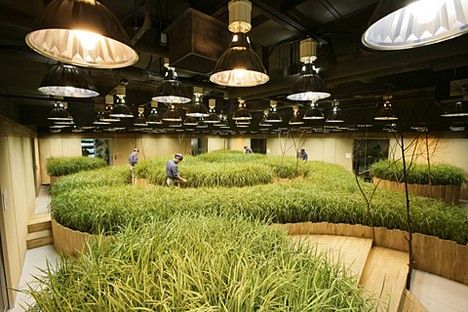 Pasona 02, an underground farm in Tokyo that was built back in 2005. Underground Garden, Agricultural Revolution, Farming Technology, Indoor Farming, Vertical Farming, Urban Agriculture, Indoor Gardens, Green Architecture, Hydroponic Gardening