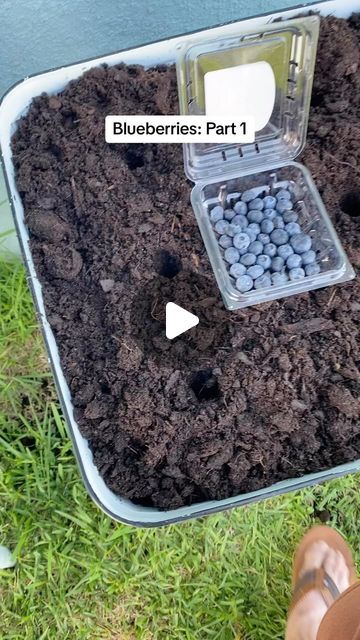 Marian Owens on Instagram: "#blueberries #gardening #garden  #growingfood #grow #growing" Growing Blueberries From Fruit, Blueberry Planting Ideas, How To Grow Blueberries In A Pot, Growing Blueberries In Containers, How To Grow Blueberries, Blueberry Plants Gardening, Blueberries Garden, How To Plant Blueberries, Blueberry Growing