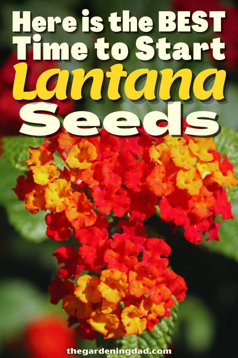 Growing Lantana From Seeds, Harvesting Lantana Seeds, Saving Lantana Seeds, How To Propagate Lantana, Lantana Seeds, Lantana Bush, Lantana Flower, Flowers From Seed, Mary Garden